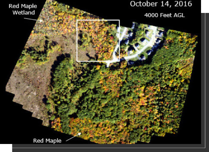 A satellite image of the area around red maple.